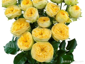 阳光潮流月季Sunny Trendsetter