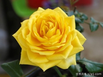 阳光海滩月季/黄金海岸月季/永远的阳光海岸Sunny Beach Forever