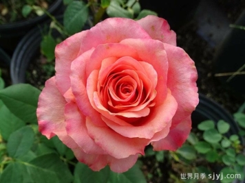 摇滚乐月季/硬式摇滚Hard Rock