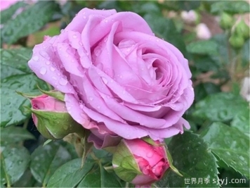 水星王阳台月季Mercury King Terrazza