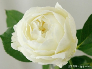 伊芙布雷琴月季Bretchen