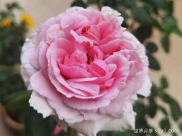 伊芙幻塔索斯月季Phantasos