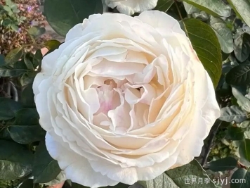 伊芙卡勒姆月季/皇家婚礼月季Yves Cullum