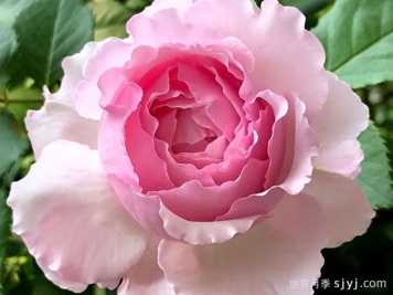 伊芙马蒂诺风琴月季/奥尔冈蒂诺Organtino