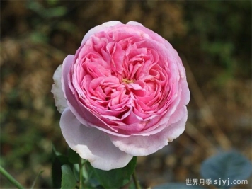 伊芙米欧拉月季Yves Miora