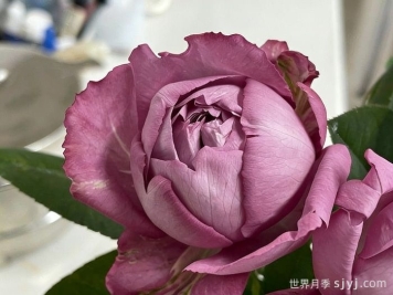 伊芙噗噜噗噜月季Hanakuruma