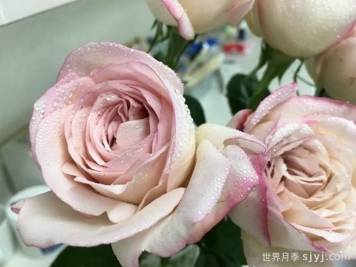 伊芙沙漠玫瑰月季