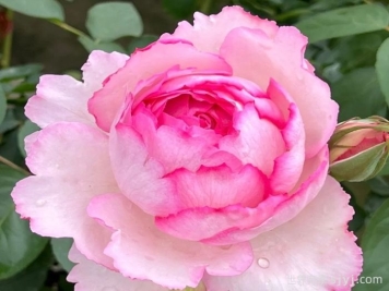 伊芙唯一月季/伊芙一号月季Yves No1