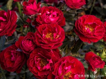 樱桃提尼酒月季Cherrytini