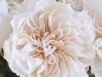 尤金妮月季/欧仁妮Eugenie