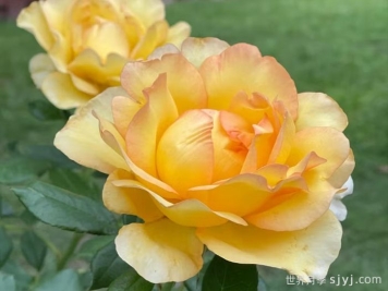 尤瑞卡月季/尤里卡/黄金魔力/发现(玫昂)Eureka