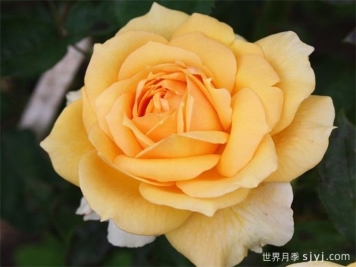 索菲亚文艺复兴月季/索菲亚重生Sophia Renaissance