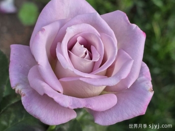 索罗德月季/西尔维拉多Silverado