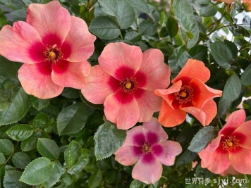 抬头仰望月季/向上看Looking Up