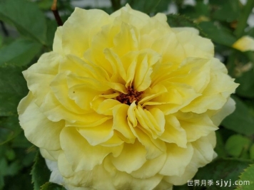 太阳火焰月季Sun Flare