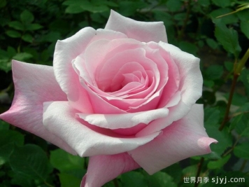 桃香月季/香桃月季Momoka