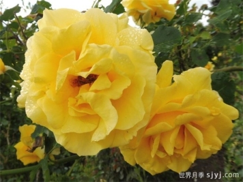 藤本金兔子月季Cl Gold Badge