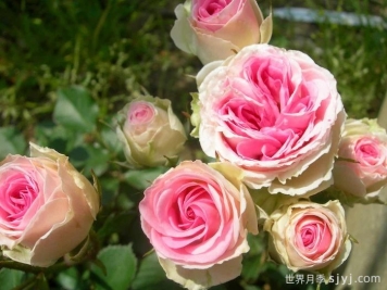 藤本小伊甸园/藤小伊月季Cl.Mimi Eden