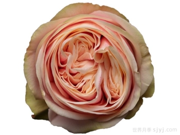 天鹅格蕾丝月季/优雅天鹅