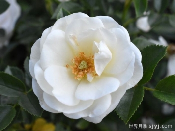 天真无暇月季/恩纳辛西亚/纯真/科丝塔娜Innocencia