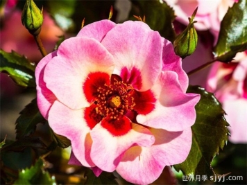 甜蜜巴比伦眼睛月季Sweet Babylon Eyes