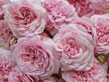 甜蜜古董月季/甜蜜安提克Sweet Antike Freelander