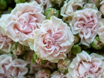 甜蜜流月季/糖果花/甜蜜派/甜流Sweet Flow