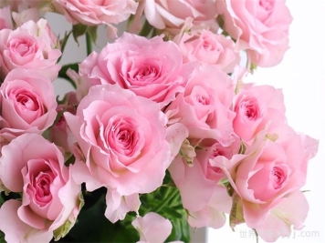 甜蜜罗拉月季/甜蜜萝拉Sweet Rora