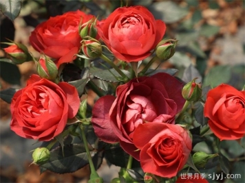 咖啡欢腾月季/咖啡喝彩Coffee Ovation