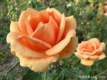 杏色激情月季/杏子激情Apricot Passion