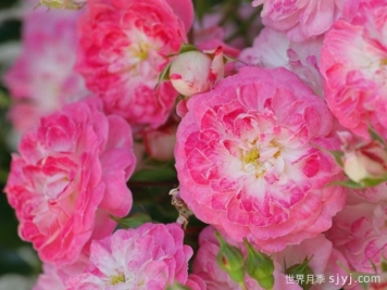 匹诺曹月季Pinocchio