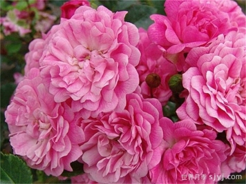 珀皮塔月季/佩皮塔月季Pepita