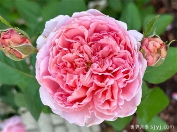 普雷里维尔王子月季Prairieville Prince