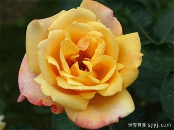 萨特黄金月季/苏丹黄金Sutter's Gold