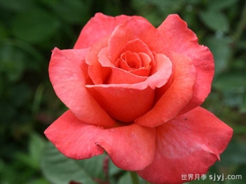 桑德林汉纪念月季/桑德灵汉姆Sandringham Centenary