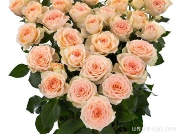 桑赛尔月季Sancerre