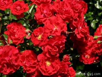 莎莎酱月季/萨尔萨舞曲月季Salsa