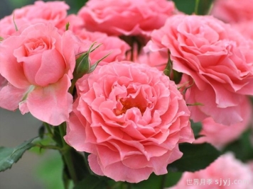 珊瑚果冻月季Corail Gelee