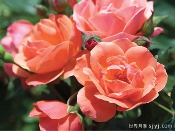 珊瑚绝代佳人月季Coral Knock Out