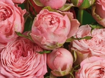 珊瑚溜溜球月季Coral YoYo