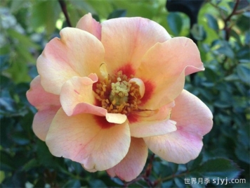 桃色甜蜜斑点月季Sweet Spot Peach