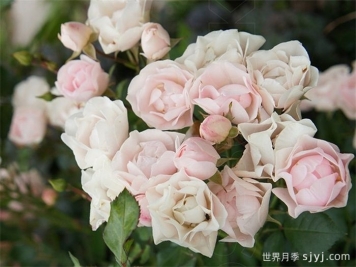 甜蜜玫迪兰月季/甜蜜美地兰Sweet Meidiland