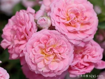 甜蜜漂流月季Sweet Drift