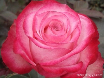 无限月季/无限制No Limit