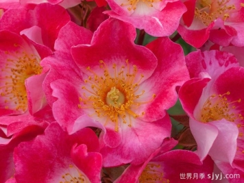 无忧无虑月季Carefree Spirit