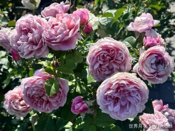 图雅思酒庄月季/图雅斯酒庄La Terrasse