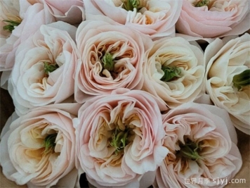 王昭君月季Tinkerbell