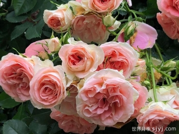 纨绔子弟月季/法国小姐月季Jet Set