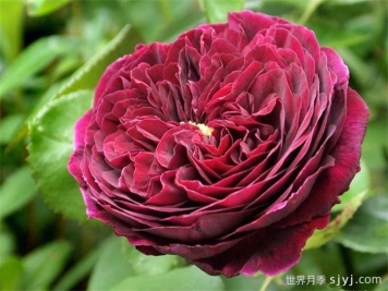 王子月季The Prince