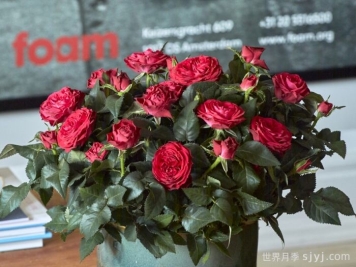 无限红色月季Infinity Red